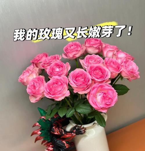 玫瑰的正确养护方法和注意事项有哪些？