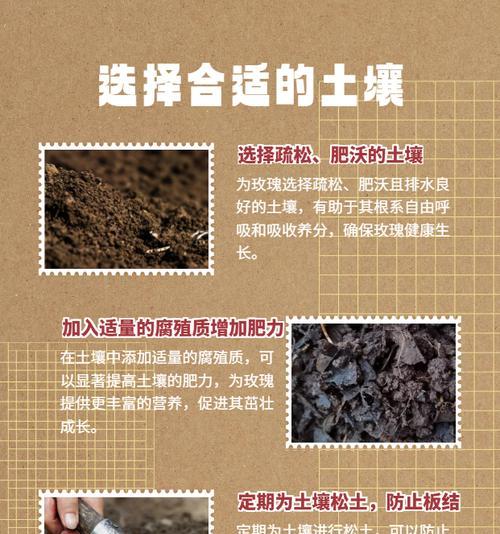 玫瑰的正确养护方法和注意事项有哪些？