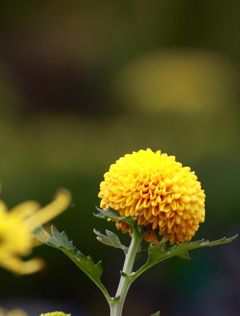 菊科的植物有哪些？菊科植物的分类和特点是什么？