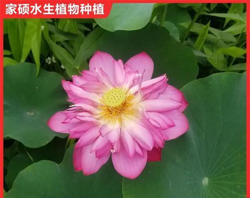 荷花养殖有哪些技巧？如何确保荷花健康生长？