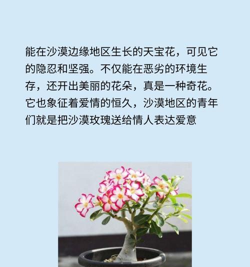 沙漠玫瑰的花朵特征是什么？