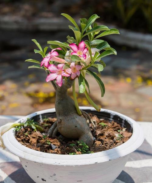沙漠玫瑰的花朵特征是什么？