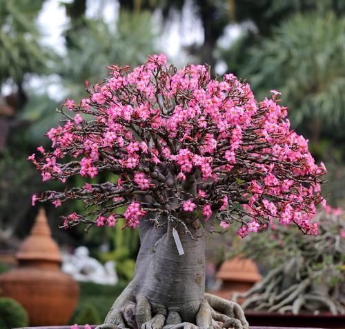 沙漠玫瑰的花朵特征是什么？