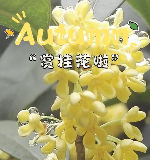 八月桂的种植方法和注意事项是什么？