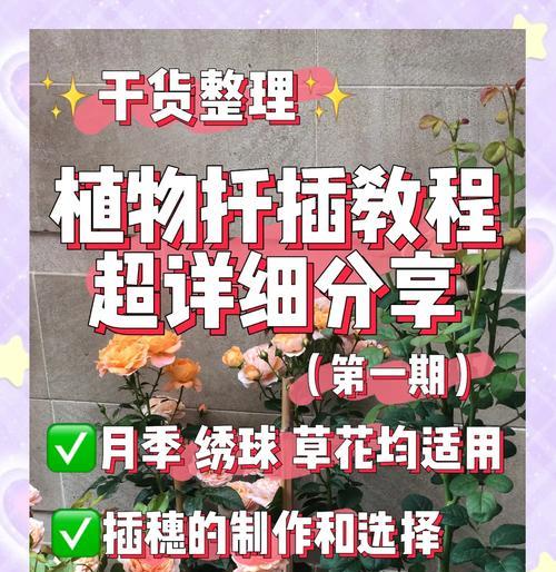 网纹草扦插繁殖的步骤和技巧是什么？