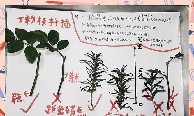网纹草扦插繁殖的步骤和技巧是什么？