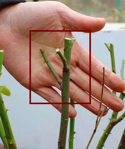 月季花种植方法是什么？栽种后如何管理？