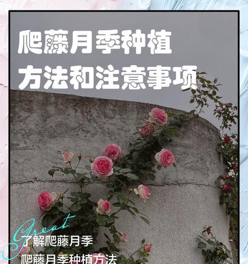 月季花种植方法是什么？栽种后如何管理？