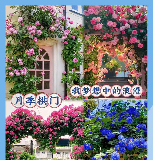 月季花种植方法是什么？栽种后如何管理？