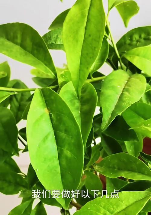 茉莉花的最佳剪枝时间是什么时候？茉莉花剪枝的正确方法是什么？