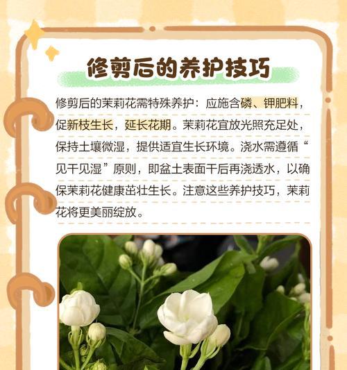 茉莉花的最佳剪枝时间是什么时候？茉莉花剪枝的正确方法是什么？