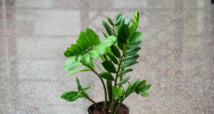 办公室适合种植哪些植物？