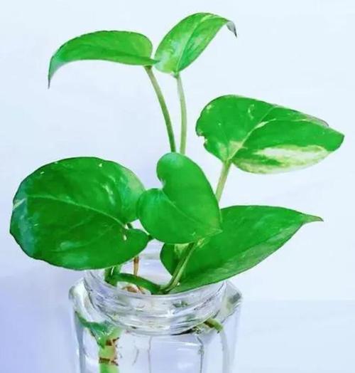 办公室适合种植哪些植物？