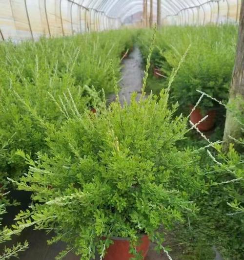 金雀花品种的繁殖方法是什么？金雀花品种有哪些？