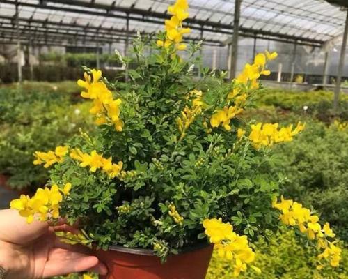 金雀花品种的繁殖方法是什么？金雀花品种有哪些？