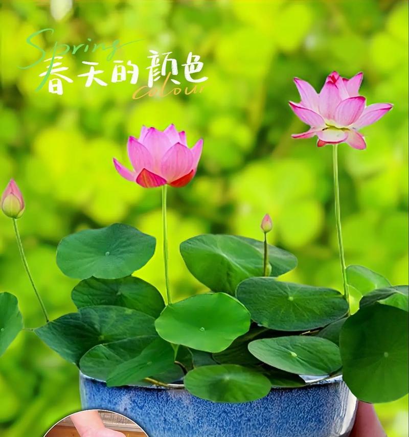 碗莲小型品种有哪些？碗莲小型品种的特点是什么？