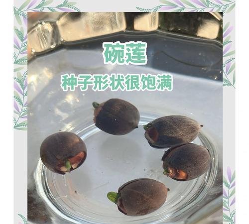 碗莲小型品种有哪些？碗莲小型品种的特点是什么？