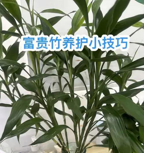 富贵竹发芽后的养护技巧是什么？