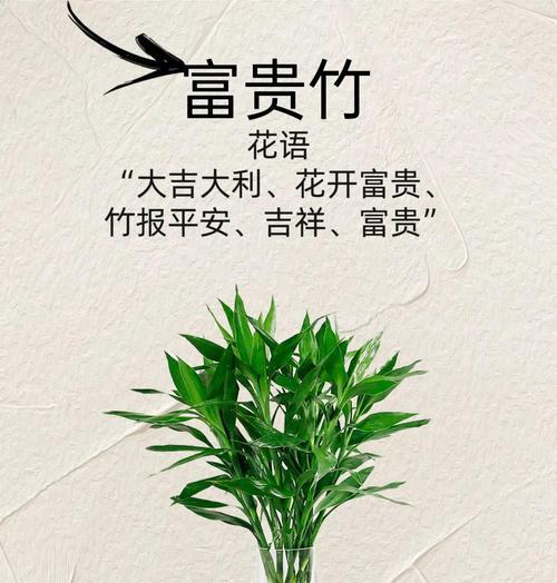 富贵竹发芽后的养护技巧是什么？