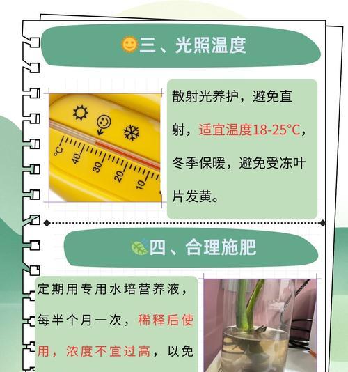 富贵竹发芽后的养护技巧是什么？