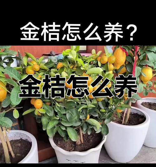 金桔树冬季养护的要点是什么？