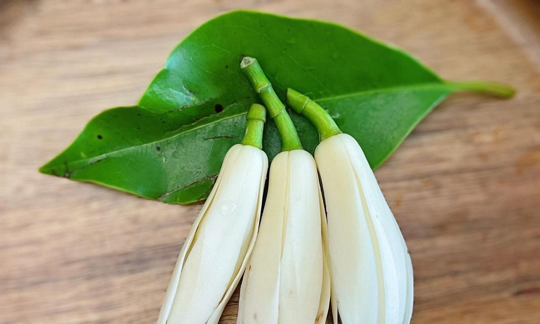 黄桷兰品种有哪些？黄桷兰品种的养护技巧是什么？