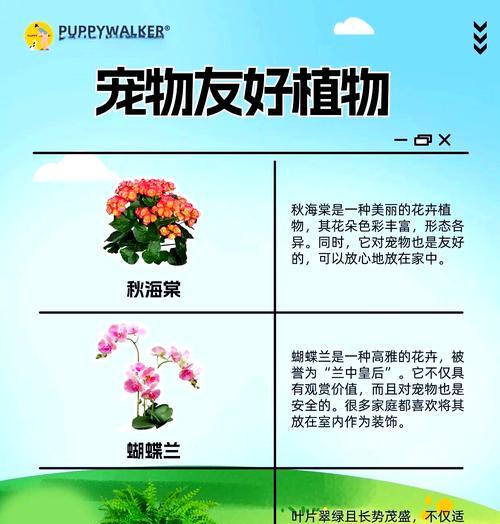 哪些花卉对宠物无毒？适合有小孩的家庭吗？
