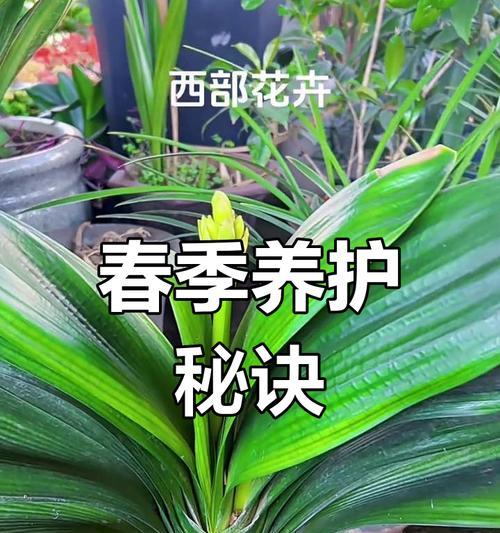 君子兰施肥的正确时机是什么时候？如何避免施肥过量？