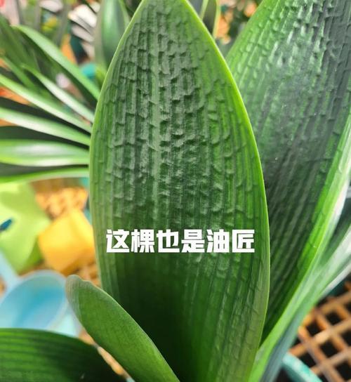 君子兰施肥的正确时机是什么时候？如何避免施肥过量？