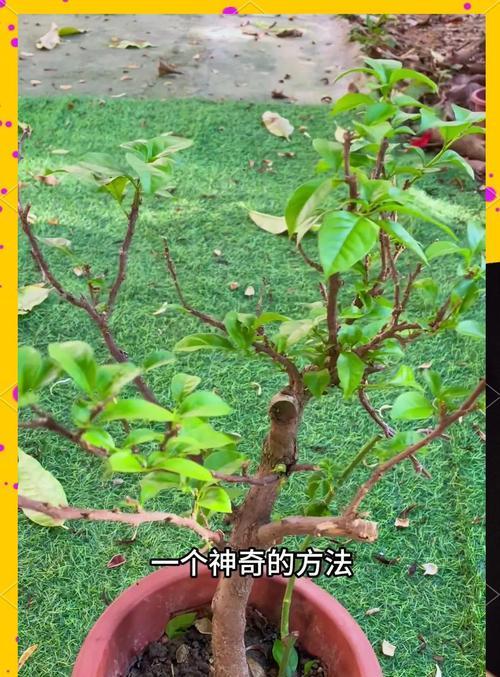 植物快速生根的方法是什么？
