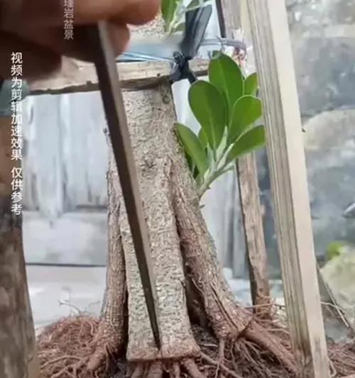 植物快速生根的方法是什么？