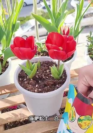 花木施肥应该用什么？花木施肥的正确方法是什么？
