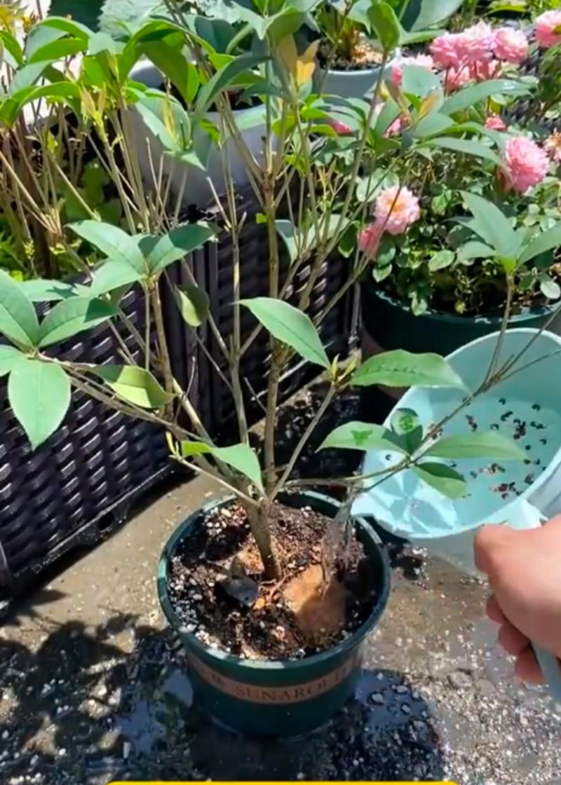 花木施肥应该用什么？花木施肥的正确方法是什么？