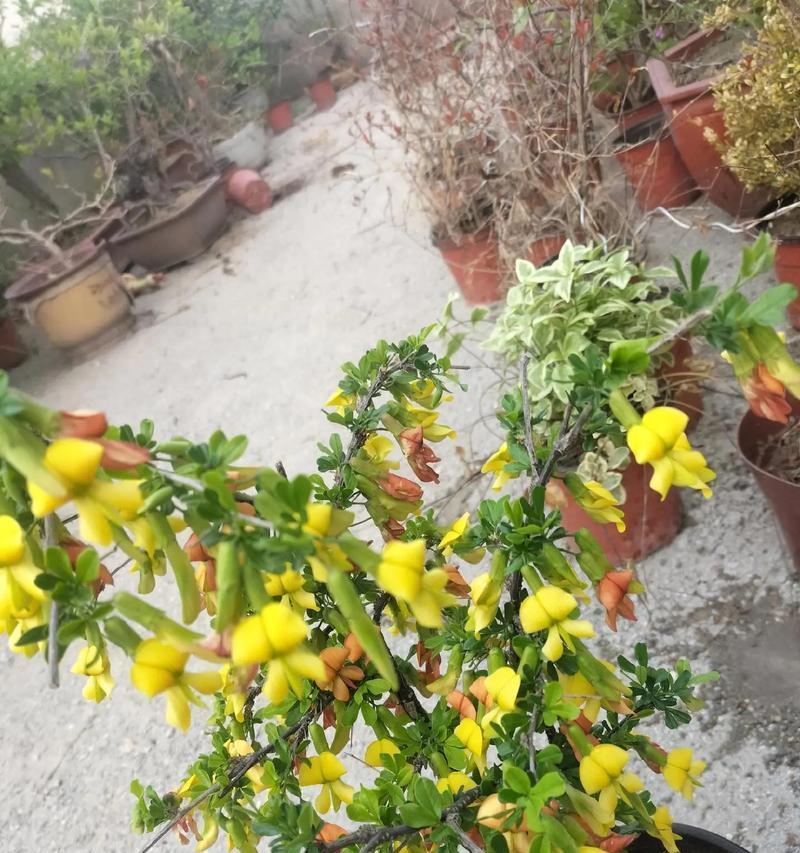 花木施肥应该用什么？花木施肥的正确方法是什么？