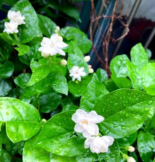 茉莉花种植应选择哪种土壤？