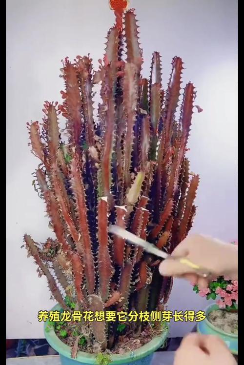 哪些人群不宜养殖龙骨花？