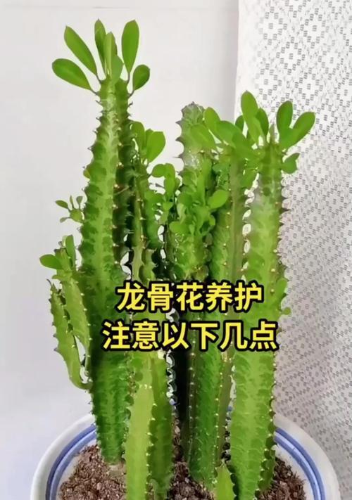 哪些人群不宜养殖龙骨花？