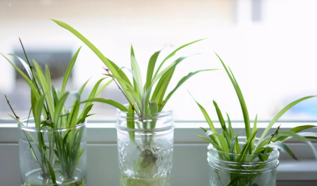水养植物有哪些花？水养植物的养护和种植方法是什么？