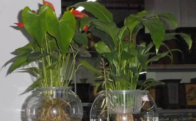 水养植物有哪些花？水养植物的养护和种植方法是什么？