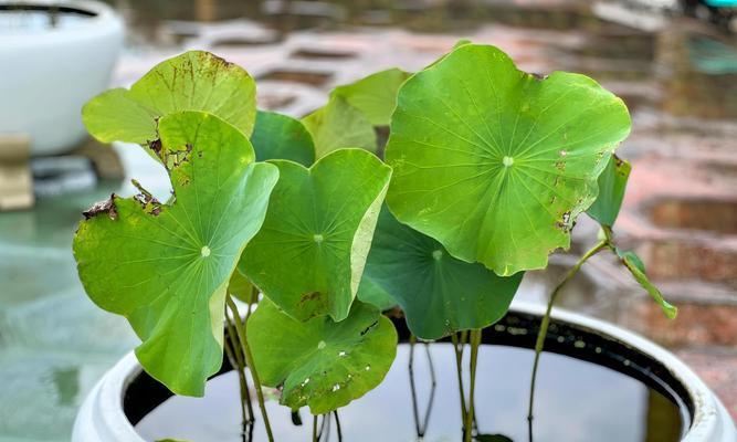 水养植物有哪些花？水养植物的养护和种植方法是什么？