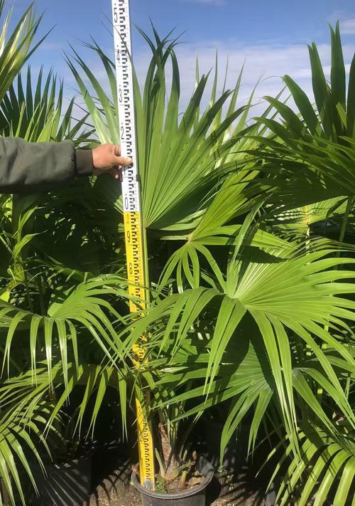 什么植物耐旱？适合干旱环境的植物有哪些？