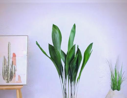 什么植物耐旱？适合干旱环境的植物有哪些？