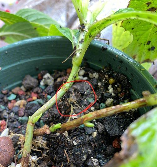 黄刺梅种植时如何避免根部腐烂？