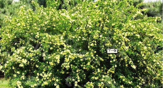 黄刺梅种植时如何避免根部腐烂？