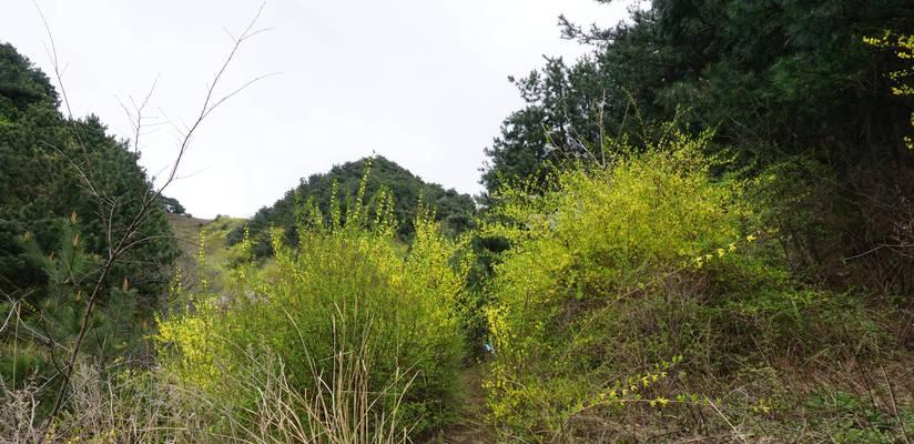 黄刺梅种植时如何避免根部腐烂？