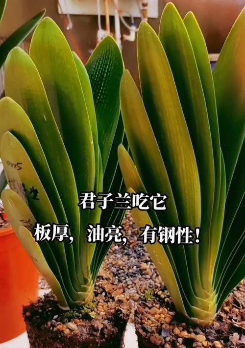 君子兰土壤配制的正确方法是什么？