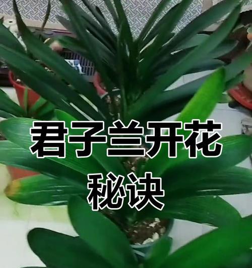 君子兰土壤配制的正确方法是什么？