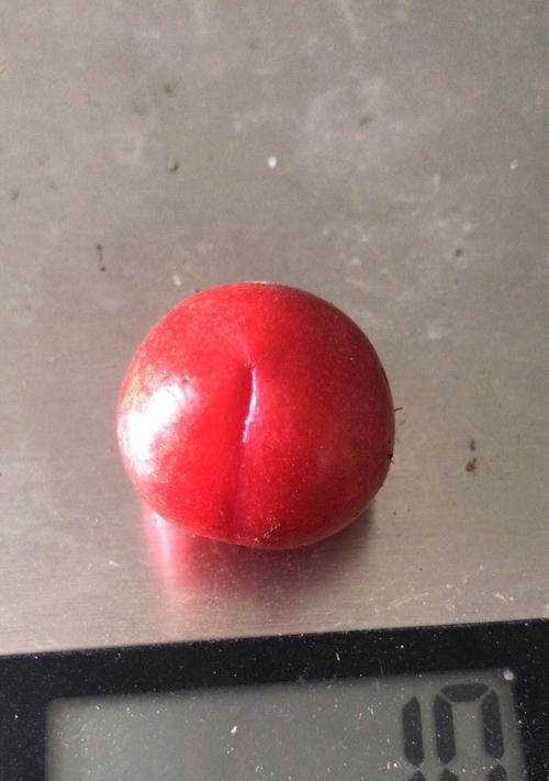 钙果品种选择有哪些技巧？哪种钙果品种最优质？