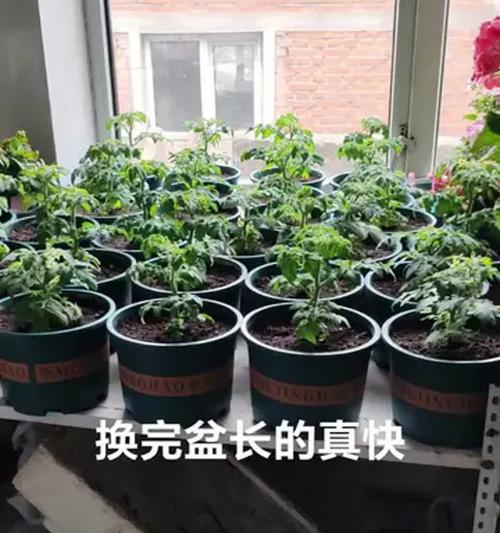 家庭盆栽花卉有哪些？怎样照顾它们？