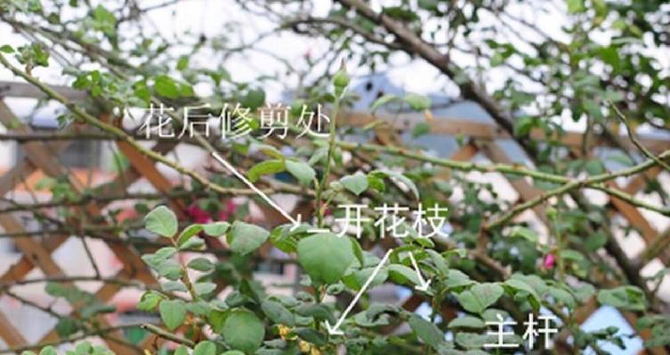 爬藤月季剪枝技巧有哪些？